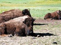 美國(guó)黃石公園自駕游+宿營(yíng)地